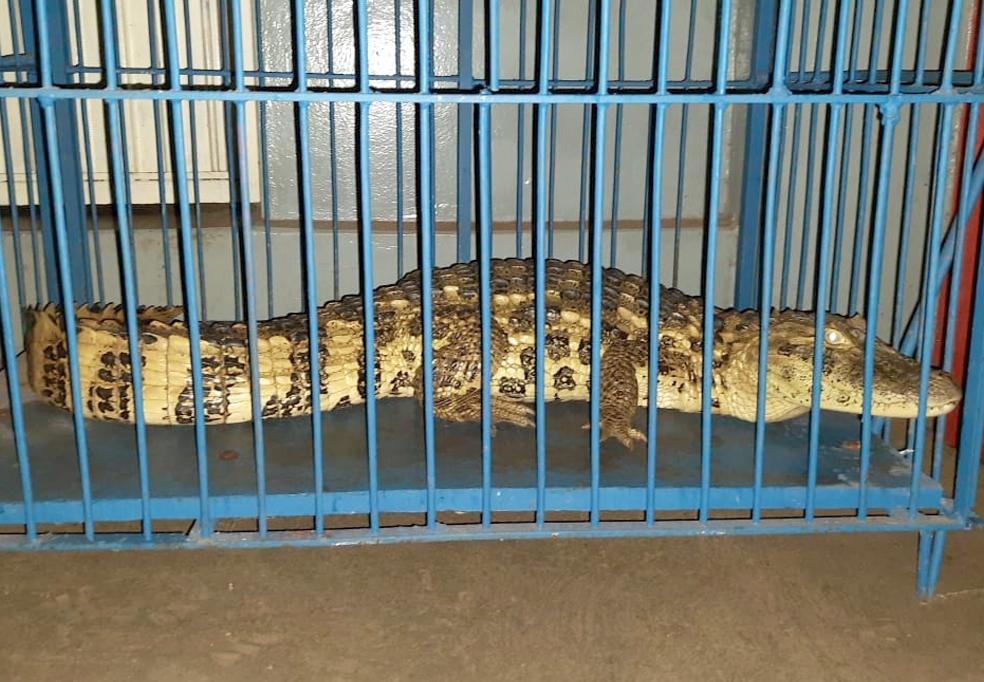 Bombeiros capturam jacaré próximo à estação ferroviária de Quintana