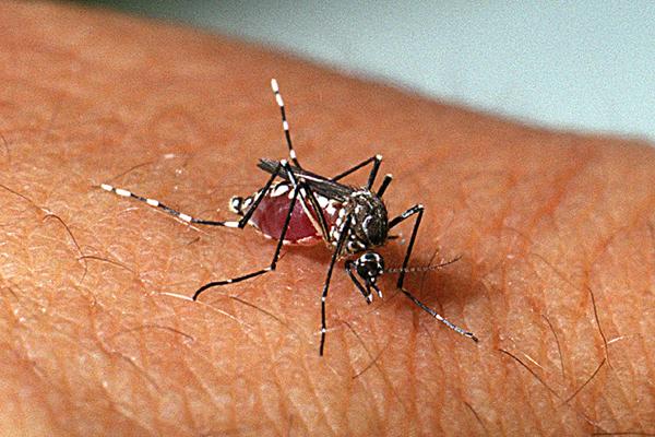 SP mobiliza população no Dia D e amplia acesso a dados de dengue e chikungunya