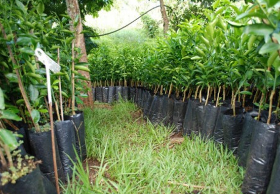 Fiscalização apreende quase 20 mil mudas irregulares em viveiro de Herculândia